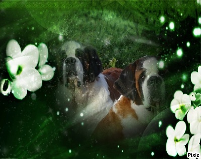 ASIA ET CALY